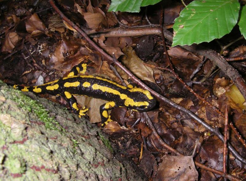 Feuersalamander (c) Timm Reinhardt
