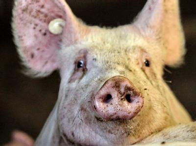 Ein Schwein schaut auf dem Hof des Schweinemastbetriebs neugierig zu dem Fotografen. Schweinemastbetrieb
