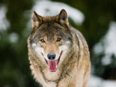 100 bis 120 Wölfe streifen nach Angaben von Experten derzeit durch Deutschland. Foto: Patrick Pleul Wolf