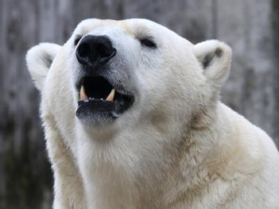 Im russischen Nordpolarmeer ist ein Meteorologe von einem Eisbären getötet worden. (Symbolbild) Eisbär