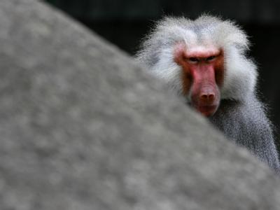Ein Mantelpavian im Zoo. In Saudi-Arabien hat ein Tier beinahe ein zweijähriges Kind entführt. Mantelpavian