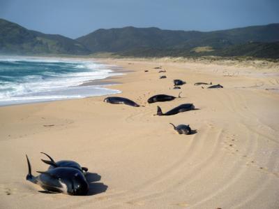 Gestrandete Wale an einer Küste Neuseelands. Foto: Department of Conservation NZ/Archiv Gestrandete Wale