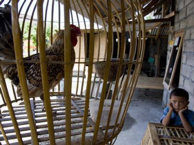 Misstrauisch blickt ein Junge in Indonesien auf einen zum Verkauf stehenden Hahn. Foto: Made Nagi/Archiv Zum Verkauf