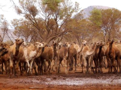 Wilde Kamele im Norden des australischen Kontinents. Kamele in Australien