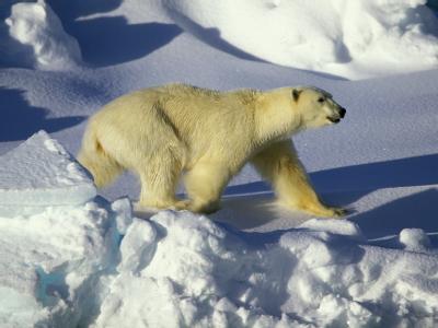Der Schutz des Eisbären wird nicht ausgeweitet. Eisbär