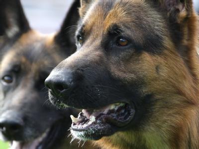 Zwei Schäferhunde haben im niedersächsischen Wedemark fünf Menschen angefallen. (Symbolbild) Schäferhunde