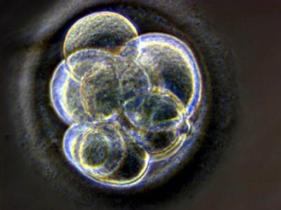 Ein drei Tage alter menschlicher Embryo Embryo
