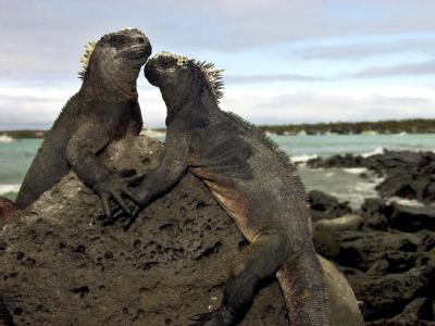 Meerechsen bei Puerto Ayora auf den Galapagos-Inseln: Das Welterbekomitee der UNESCO hat die Galapagos-Inseln von der Roten Liste der gefährdeten Kultur- und Naturdenkmäler gestrichen. Galapagos