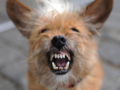 Wer vom Hund gebissen wurde, ist unter Umständen selbst Schuld, sagt das Oberlandesgericht Hamm. Foto: Julian Stratenschulte Hund zeigt Zähne