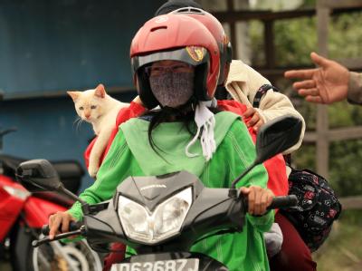 Menschen und Tiere auf der Flucht vor den Aschewolken des Merapi in Indonesien. Evakuierung