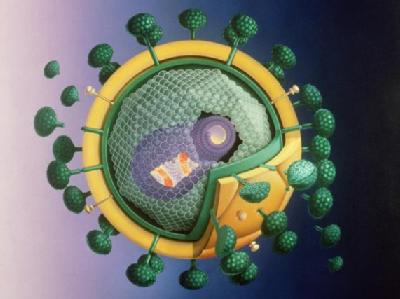 Modell des Virus, das die Immunschwäche Aids auslöst. Aids-Virus