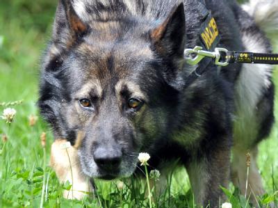Ein Fährtenhund der Polizei nimmt die Spur auf. Polizeihund auf Spurensuche