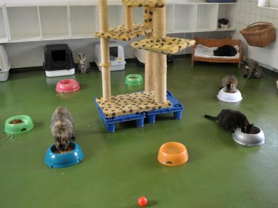 Tierheime - hier ein Katzengehege - leiden unter der Wirtschaftskrise. Vielen droht die Insolvenz Tierheime in der Krise
