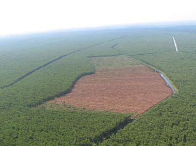 Riesige braune Ödflächen in Indonesien: Auf Sumatra wird der Torfmoorwald rücksichtslos abgeholzt, um lukrative Ölpalmen anzupflanzen. Foto: Christiane Oelrich/Archiv Fluch des Biotreibstoff-Booms