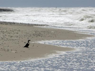 Strand der Ostseeküste im polnischen Gaski (ehemals Funkenhagen), 20 Kilometer entfernt von Kolobrzeg (Kolberg), aufgenommen am 15.11.2007. Polnische Ostseeküste