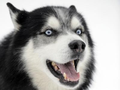 Ein Husky biss in Cottbus ein acht Wochen altes Mädchen tot. (Symbolbild) Husky