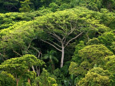 In einem Tal im brasilianischen Amazonas-Gebiet ist ein unbekanntes Volk entdeckt worden. (Archivbild) Regenwald in Brasilien