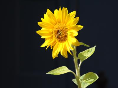 Eine Sonnenblume blüht im August in Stralsund. Der Hochsommermonat fiel wie sieben andere Monate im Jahr 2009 zu warm aus. Sonnenblume