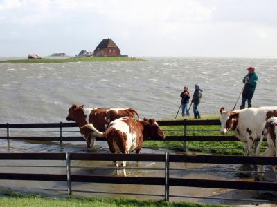 Landunter auf Nordstrandischmoor: Der Meeresspiegel könnte einer neuen Studie zufolge innerhalb dieses Jahrhunderts um bis zu 1,9 Meter ansteigen und damit deutlich schneller als erwartet. Meeresspiegel steigt schneller