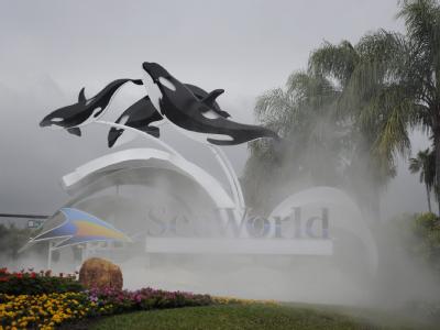 Schwertwal-Show in der «SeaWorld» in Orlando (Florida). Schwertwal-Show
