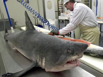 Ein tiefgefrorener Heringshai liegt in einer Fischfabrik (Archivbild). Bedrohte Haiarten sollen künftig besser geschützt werden. Hai