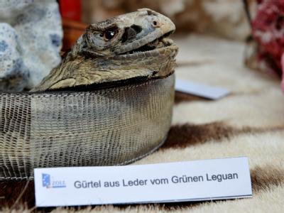 Ein sichergestellter Gürtel vom Grünen Leguan wird vom deutschen Zoll präsentiert. Die Fahnder stellten rund 160 000 Tiere, Pflanzen und exotische Mitbringsel sicher. Sichergestellter Gürtel