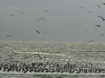 Vogelkolonie vor Breton Sound Island. US-Golfküste