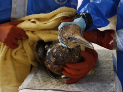 Helferinnen versuchen, einen ölverschmierten Vogel zu reinigen. Ölverschmierter Vogel