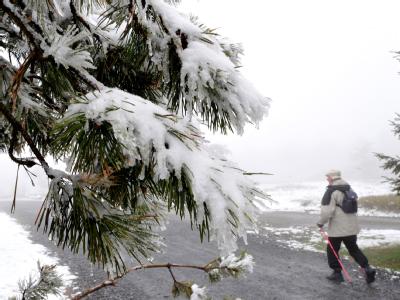Neuschnee auf dem Ettelsberg in Nordhessen auf den Zweigen einer Kiefer. Schnee in Willingen