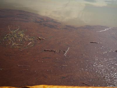 Ölschlamm an der Küste von Louisiana. Sechs Wochen nach dem Untergang der «Deepwater Horizon» gibt es über das Ausmaß der Katastrophe lediglich Schätzungen. Ölpest im Golf von Mexiko