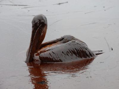 Ein von Öl verklebter Pelikan schwimmt vor der Küste von Louisiana. Die Ölpest hat jetzt auch die Touristenstrände in Florida erreicht. Verschmutzter Pelikan
