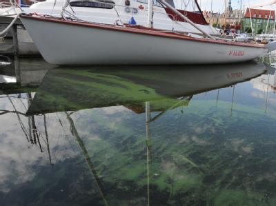 Blaualgenteppiche schwimmen im Hafen von Stralsund an der Ostseeküste. Blaualgen an der Ostsee