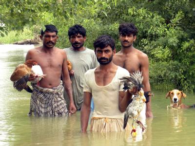 Flutopfer verlassen ihre Dörfer in der überfluteten Provinz Punjab. In Pakistan sind inzwischen 20 Millionen Menschen auf der Flucht vor dem Wasser. Flutopfer in Pakistan