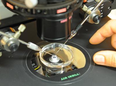 Untersuchung im Biologischen Labor des Zentrums für Reproduktionsmedizin an der Uniklinik Leipzig. Präimplantationsdiagnostik