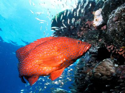 Ein Juwelen-Zackenbarsch an einem Korallenriff der Great Barrier Reefs vor der Küste Australiens. Der Verlust der Natur kostet jährlich Billionen