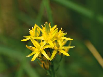 Das undatierte Foto zeigt die «Blume des Jahres 2011», die Moorlilie (Narthecium ossifragum). Loki Schmidt gründete ihre Stiftung zum Schutz gefährdeter Pflanzen 1979. Moorlilie ist «Blume des Jahres 2011»