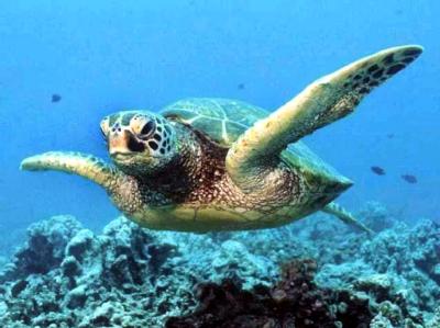 Eine Grün-Schildkröte schwimmt in einem Korallenriff. UN-Naturschutzkonferenz