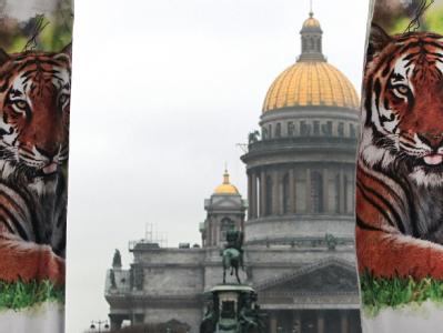 In St. Petersburg wollen führende Politiker aus mehreren Staaten ein Rettungsprogramm für die letzten freilebenden Tiger verabschieden. Internationaler «Tigergipfel» in Russland