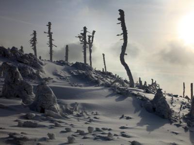 Tiefverschneite Fichten, Baumstammskelette und Schneeverwehungen am 971 Meter hohen Wurmberg. Wurmberg im Schnee