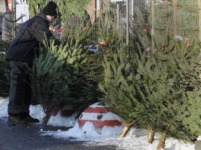 «Natürlich wird im konventionellen Weihnachtsbaumbetrieb gedüngt und gespritzt», sagt ein Baumzüchter, «aber nicht mehr, als in der konventionellen Landwirtschaft auch». Verkauf von Weihnachtsbäumen