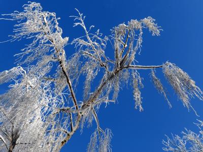 Ein eisiges Naturschauspiel: ein bizarr geschmückter Baum Winterwetter
