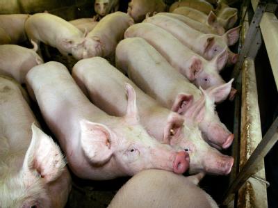 Nach der Sperrung von rund 1000 Höfen in Niedersachsen wegen der Gefahr dioxinbelasteter Futtermittel hält der Deutsche Bauernverband einen Millionenschaden für möglich. Nach Dioxinfund Agrarbetriebe gesperrt