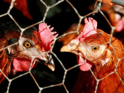 Nach neuen Berechnungen könnten bis zu 125 000 Tonnen dioxinbelastetes Futtermittel in die Nahrungskette gelangt sein. Hühner