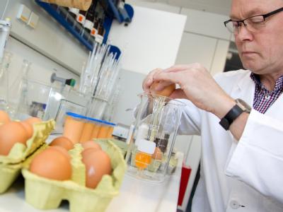 Eier im Labortest: Dioxin soll über verseuchtes Futter auf viele Bauernhöfe in mehreren Bundesländern gelangt sein. Untersuchung von Dioxin-Eiern