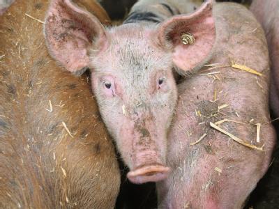 Jetzt ist auch in Schweinefleisch ein erhöhter Dioxinwert nachgewiesen worden. Schwein im Stall