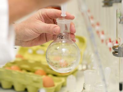 Ein Lebensmitteltechniker untersucht Hühnereier auf Dioxin. Untersuchung im Labor