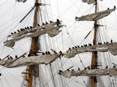 Auch die Mutter der auf dem Segelschulschiff 'Gorch Fock'