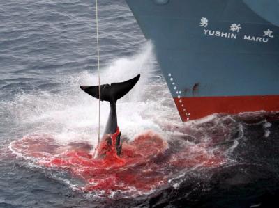 Ein harpunierter Wal wird an Bord eines japanischen Walfangschiffes gezogen. (Archivfoto/Quelle: Greenpeace). Jetzt bricht Japan die Walfangsaison ab. Japan bricht Walfangsaison ab