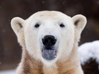 Eisbär Knut im Gehege des Berliner Zoos (Archivfoto vom 30.12.2009). Eisbär Knut ist tot