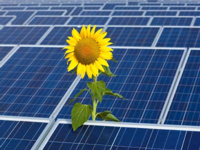 Eine Sonnenblume vor einer Photovoltaik-Anlage auf einem Hallendach in Frankfurt (Oder). Solaranlage